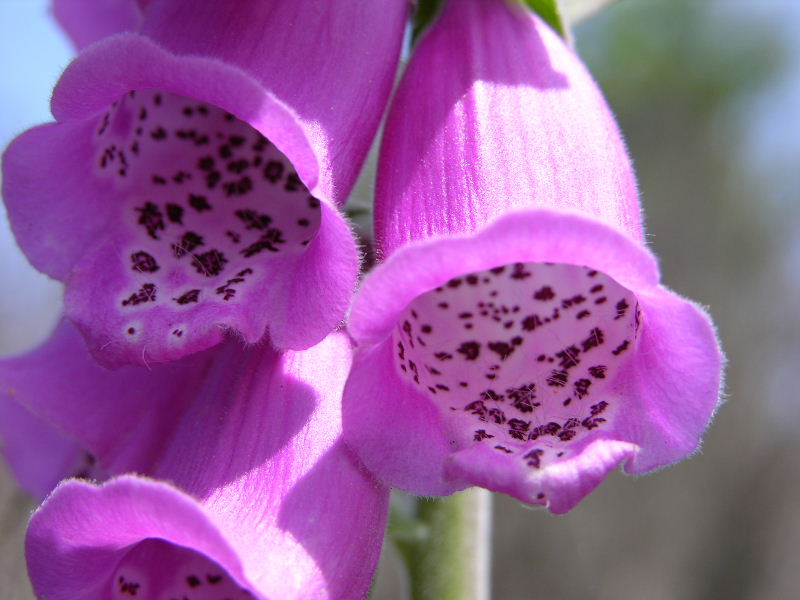 Digitalis purpurea / Digitale rossa